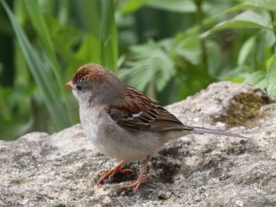 Field Sparrow