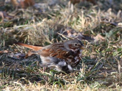 Fox Sparrow