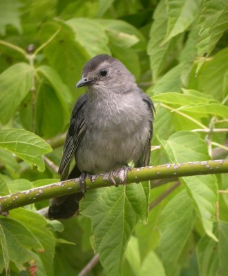 Grey Catbird