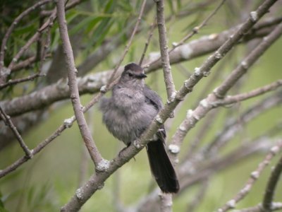 Grey Catbird