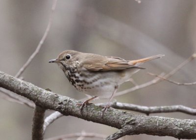 Hermit Thrush