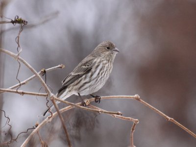 House Finch