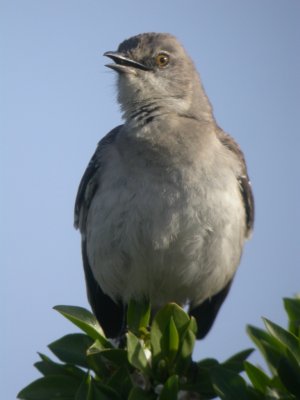 Northern Mockingbird