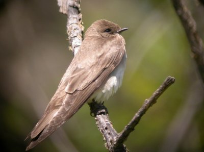 Northern Rough-winged Swallow