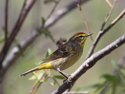 Palm Warbler