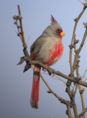 Pyrrhuloxia (Male)