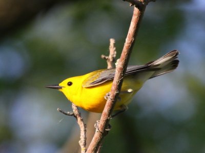 Prothonotary Warbler