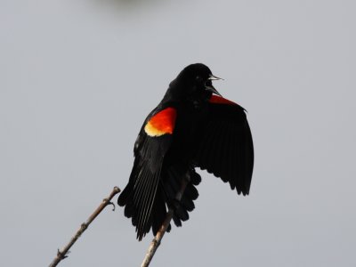 Red-winged Blackbird