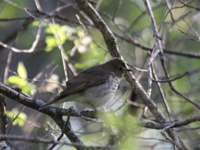 Swainson's Thrush