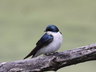 Tree Swallow