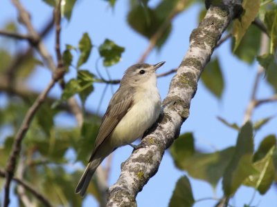 Warbling Vireo