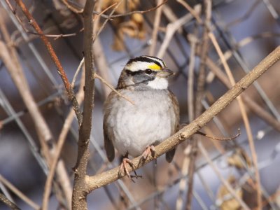 Sparrows, Towhees, Longspurs & Snow Buntings