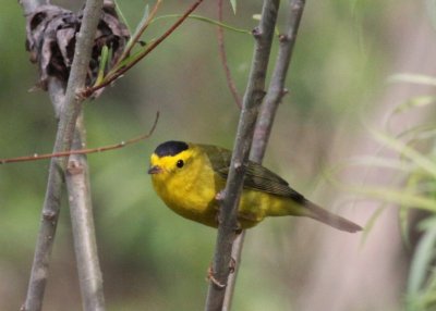 Wilson's Warbler