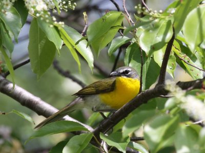 Yellow-breasted Chat