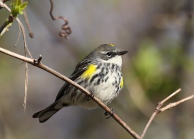 Yellow-rumped Warbler