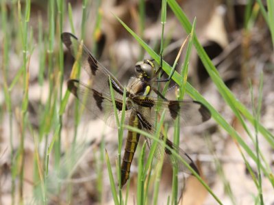 Twelve-spotted Skimmer (Female)