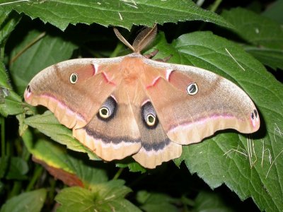 Polythemus Moth
