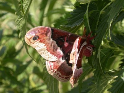 Promethea Moth