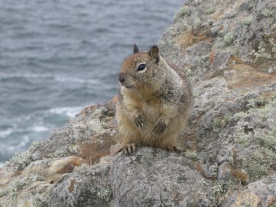 California Ground Squirrel