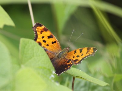 Eastern Comma