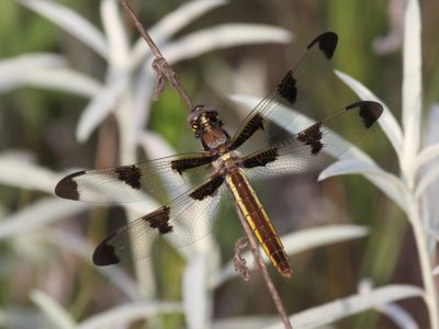 Twelve-spotted Skimmer (Female)