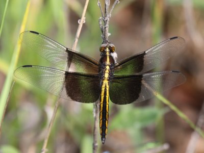 Widow Skimmer (Juvenile Male)