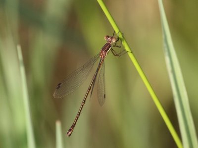 Elegant Spreadwing (Juvenile Female)