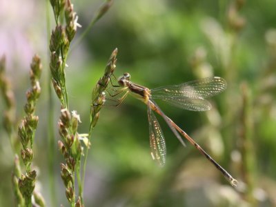 Lyre-tipped Spreadwing (Juvenile Male)