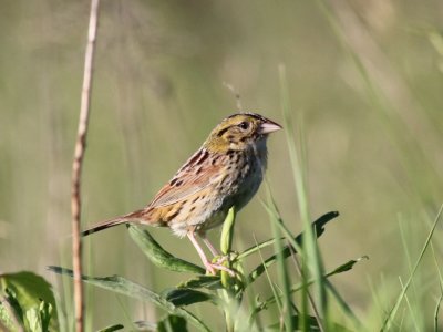 Henslows Sparrow