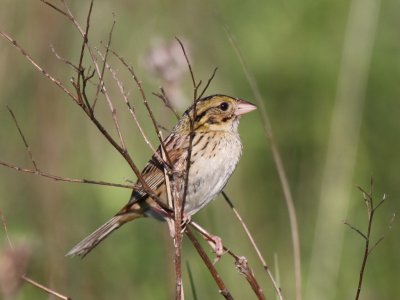 Henslows Sparrow