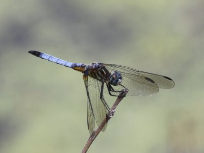 Blue Dasher (Male)