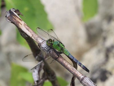 Eastern Pondhawk (Juvenile Male)