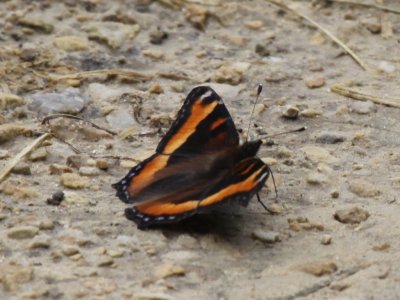 Milbert's Tortoiseshell