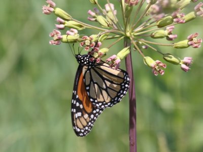 Monarch