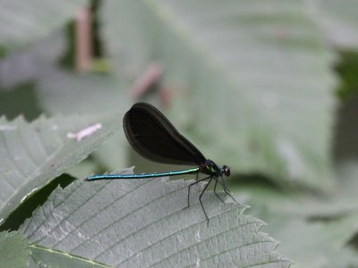 Ebony Jewelwing (Male)