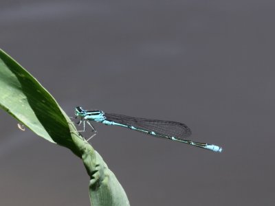Stream Bluet (Male)