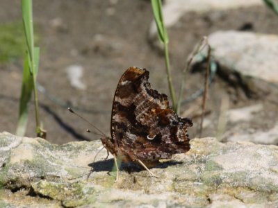 Eastern Comma