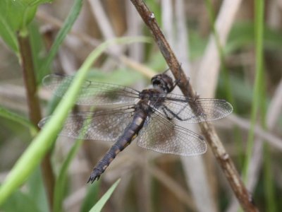Probable Common Baskettail (Female)