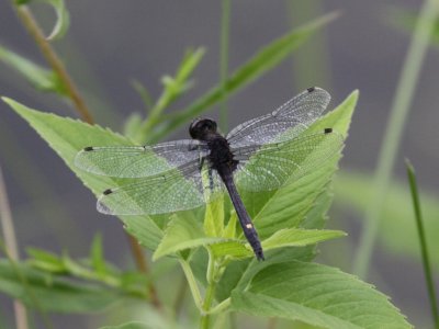 Dot-tailed Whiteface (Male)