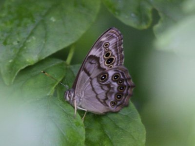 Northern Pearly-eye