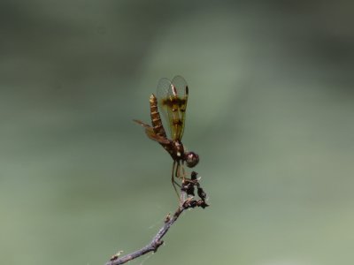 Eastern Amberwing (Female)