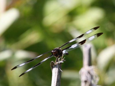 Twelve-spotted Skimmer (Male)