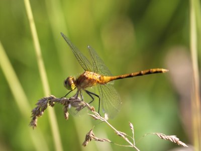 White-faced Meadowhawk (Teneral / Juvenile)