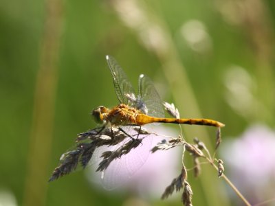 White-faced Meadowhawk (Teneral / Juvenile)