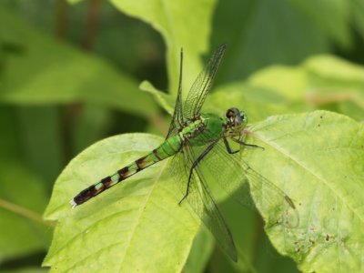 Eastern Pondhawk (Female)