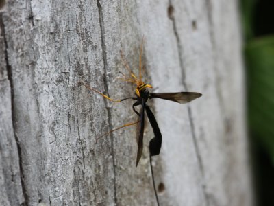 Ichneumon Wasp - M. atrata (Female)