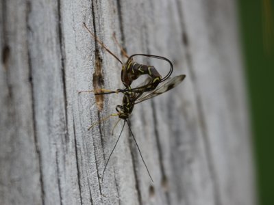 Ichneumon Wasp - M. macrurus (Female)