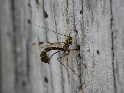 Ichneumon Wasp - M. macrurus (Female)