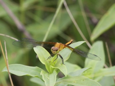 Band-winged Meadowhawk (Teneral / Juvenile)