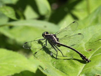 Black-shouldered Spinyleg (Male)